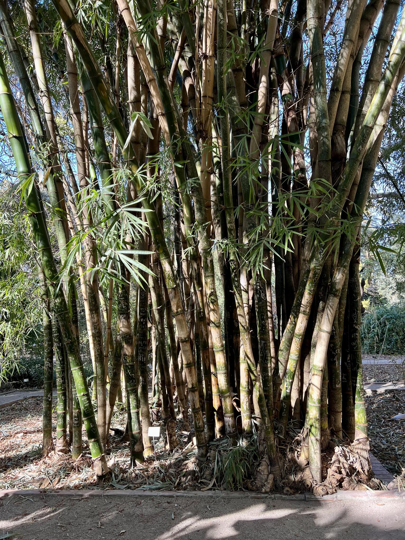 Jardin botanique de Valencia